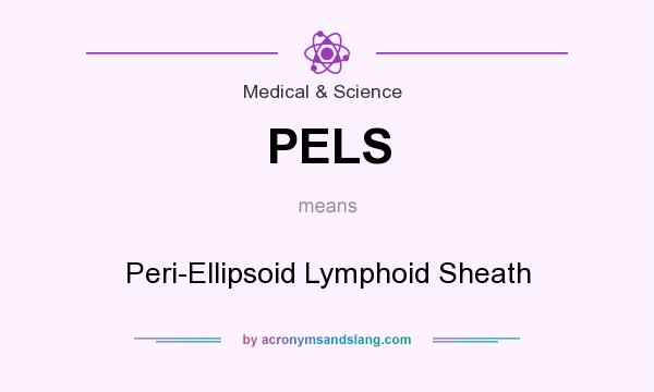 What does PELS mean? It stands for Peri-Ellipsoid Lymphoid Sheath