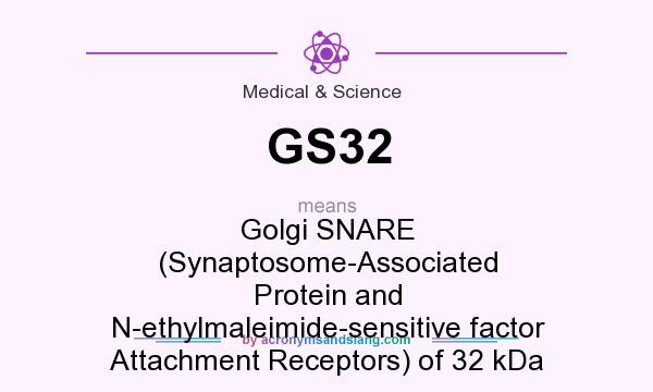 What does GS32 mean? It stands for Golgi SNARE (Synaptosome-Associated Protein and N-ethylmaleimide-sensitive factor Attachment Receptors) of 32 kDa
