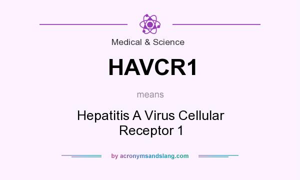 What does HAVCR1 mean? It stands for Hepatitis A Virus Cellular Receptor 1