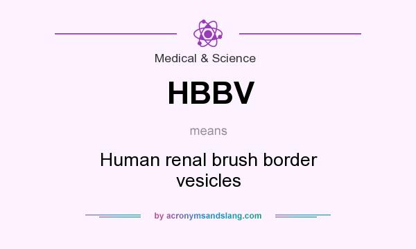 What does HBBV mean? It stands for Human renal brush border vesicles