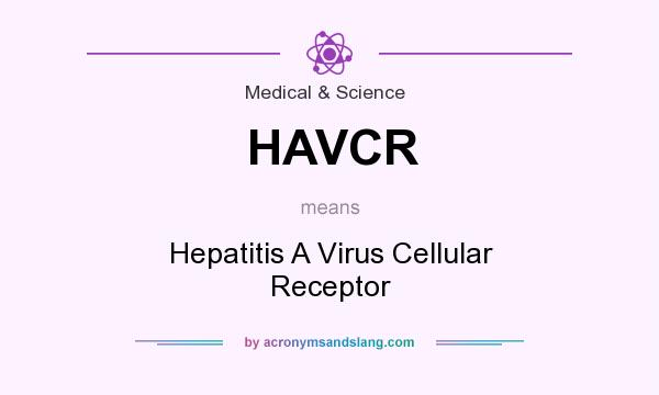 What does HAVCR mean? It stands for Hepatitis A Virus Cellular Receptor