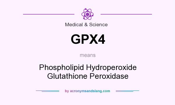 What does GPX4 mean? It stands for Phospholipid Hydroperoxide Glutathione Peroxidase