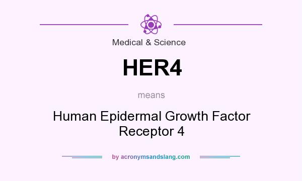What does HER4 mean? It stands for Human Epidermal Growth Factor Receptor 4