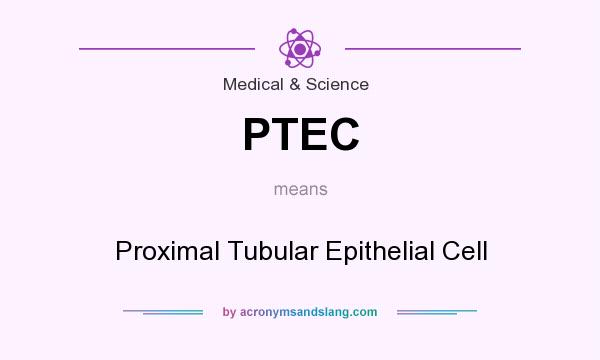 What does PTEC mean? It stands for Proximal Tubular Epithelial Cell