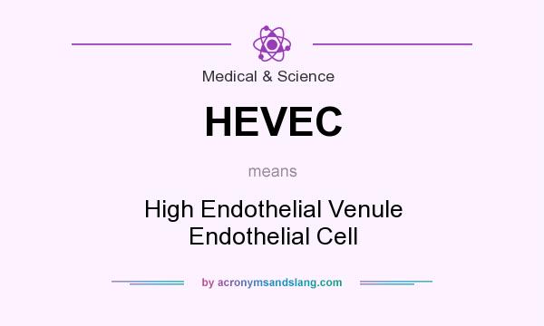 What does HEVEC mean? It stands for High Endothelial Venule Endothelial Cell