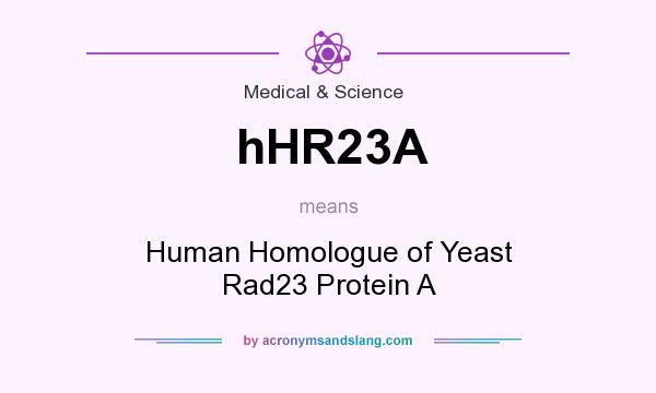 What does hHR23A mean? It stands for Human Homologue of Yeast Rad23 Protein A