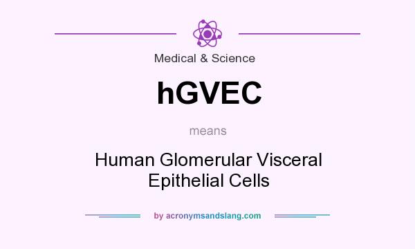What does hGVEC mean? It stands for Human Glomerular Visceral Epithelial Cells