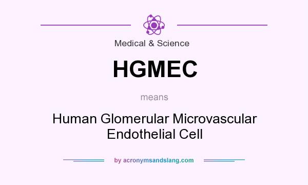 What does HGMEC mean? It stands for Human Glomerular Microvascular Endothelial Cell