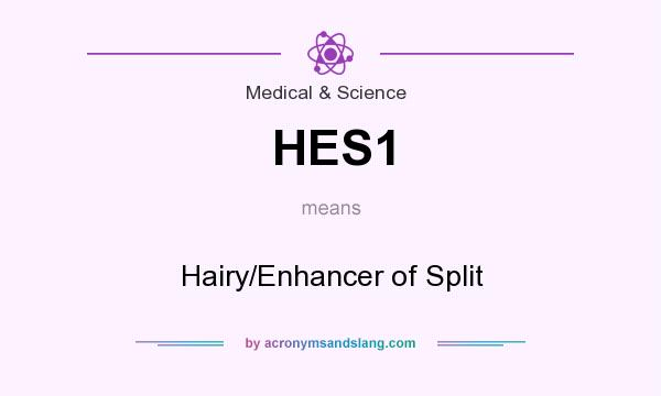 What does HES1 mean? It stands for Hairy/Enhancer of Split