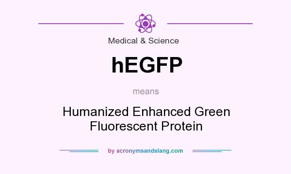What does hEGFP mean? It stands for Humanized Enhanced Green Fluorescent Protein