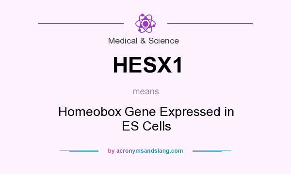 What does HESX1 mean? It stands for Homeobox Gene Expressed in ES Cells