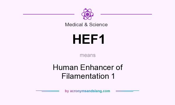What does HEF1 mean? It stands for Human Enhancer of Filamentation 1