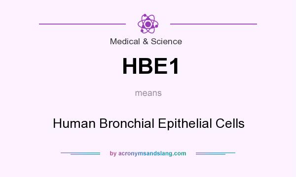 What does HBE1 mean? It stands for Human Bronchial Epithelial Cells