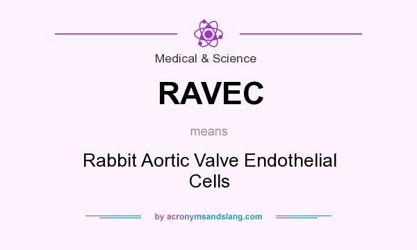 What does RAVEC mean? It stands for Rabbit Aortic Valve Endothelial Cells