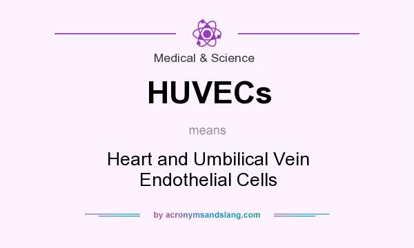 What does HUVECs mean? It stands for Heart and Umbilical Vein Endothelial Cells