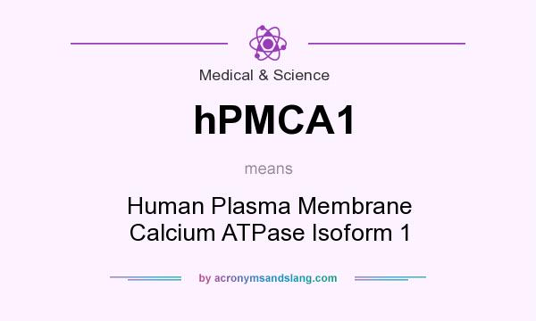 What does hPMCA1 mean? It stands for Human Plasma Membrane Calcium ATPase Isoform 1