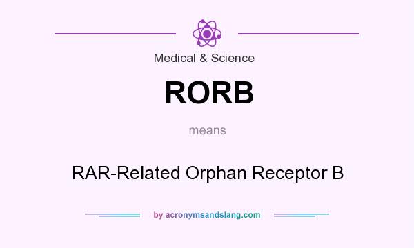 What does RORB mean? It stands for RAR-Related Orphan Receptor B
