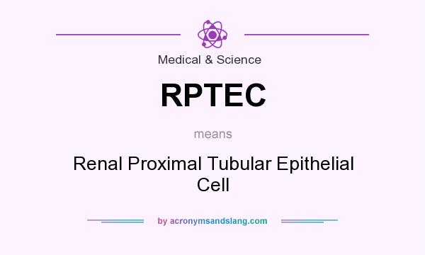 What does RPTEC mean? It stands for Renal Proximal Tubular Epithelial Cell