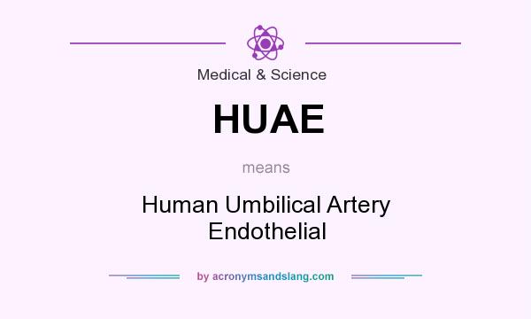 What does HUAE mean? It stands for Human Umbilical Artery Endothelial