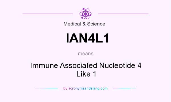What does IAN4L1 mean? It stands for Immune Associated Nucleotide 4 Like 1