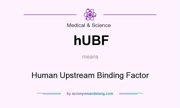 What does hUBF mean? It stands for Human Upstream Binding Factor
