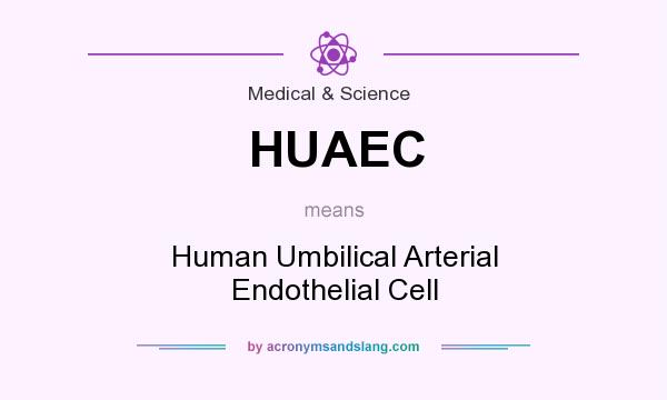 What does HUAEC mean? It stands for Human Umbilical Arterial Endothelial Cell