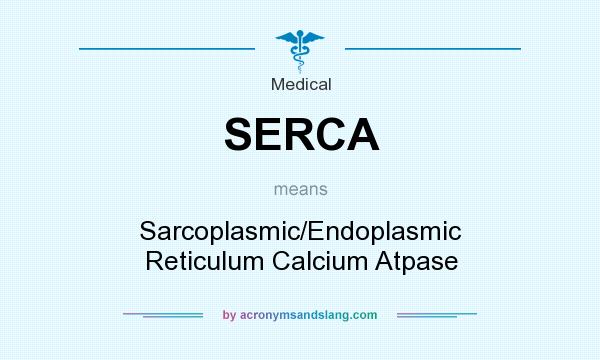 What does SERCA mean? It stands for Sarcoplasmic/Endoplasmic Reticulum Calcium Atpase