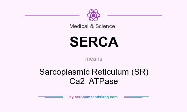 What does SERCA mean? It stands for Sarcoplasmic Reticulum (SR) Ca2  ATPase