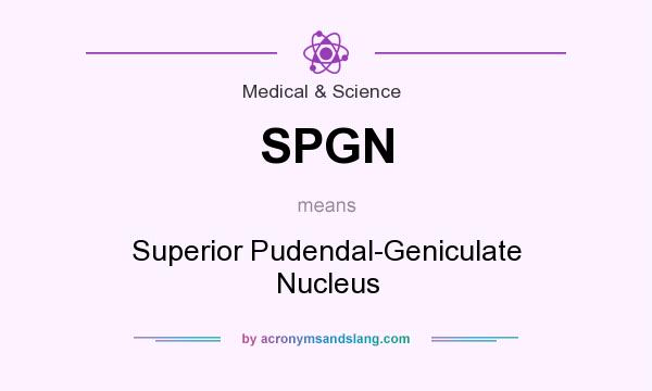 What does SPGN mean? It stands for Superior Pudendal-Geniculate Nucleus