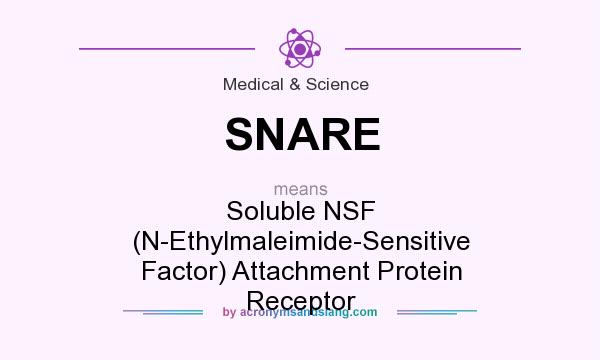 What does SNARE mean? It stands for Soluble NSF (N-Ethylmaleimide-Sensitive Factor) Attachment Protein Receptor