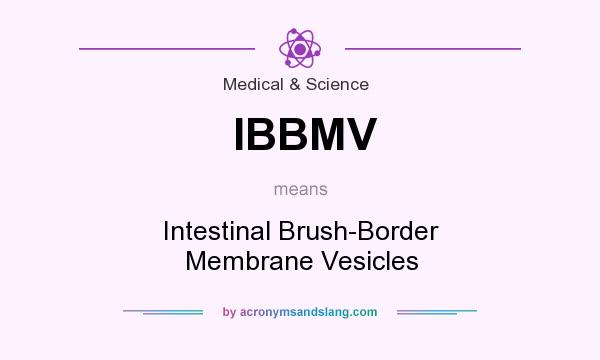 What does IBBMV mean? It stands for Intestinal Brush-Border Membrane Vesicles
