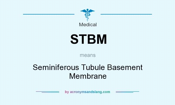 What does STBM mean? It stands for Seminiferous Tubule Basement Membrane