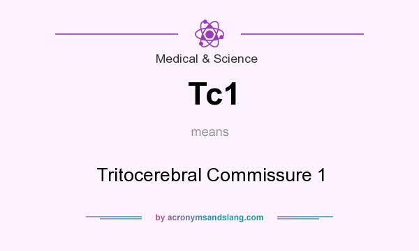 What does Tc1 mean? It stands for Tritocerebral Commissure 1