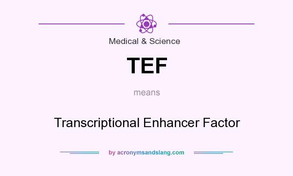 What does TEF mean? It stands for Transcriptional Enhancer Factor
