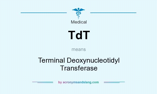 What does TdT mean? It stands for Terminal Deoxynucleotidyl Transferase