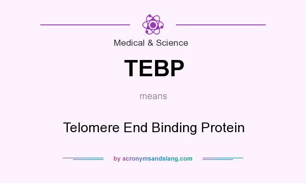What does TEBP mean? It stands for Telomere End Binding Protein