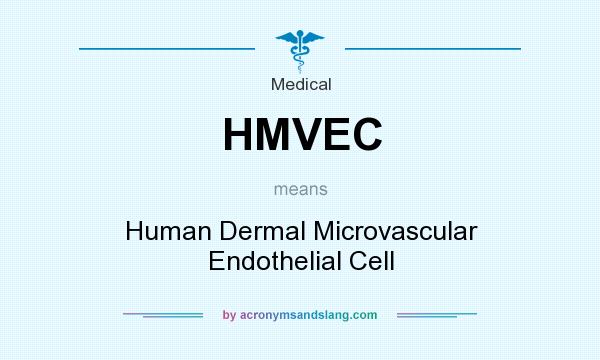What does HMVEC mean? It stands for Human Dermal Microvascular Endothelial Cell
