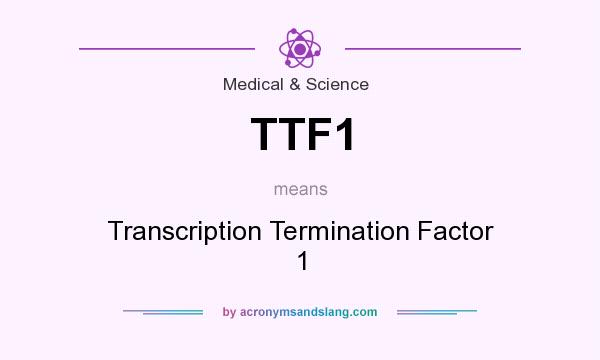 What does TTF1 mean? It stands for Transcription Termination Factor 1