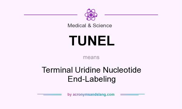 What does TUNEL mean? It stands for Terminal Uridine Nucleotide End-Labeling