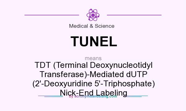 What does TUNEL mean? It stands for TDT (Terminal Deoxynucleotidyl Transferase)-Mediated dUTP (2`-Deoxyuridine 5`-Triphosphate) Nick-End Labeling