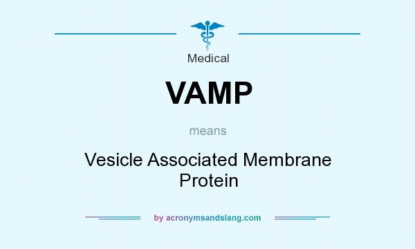 What does VAMP mean? It stands for Vesicle Associated Membrane Protein