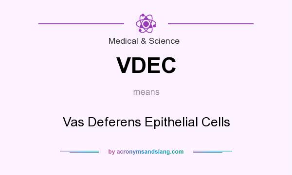 What does VDEC mean? It stands for Vas Deferens Epithelial Cells