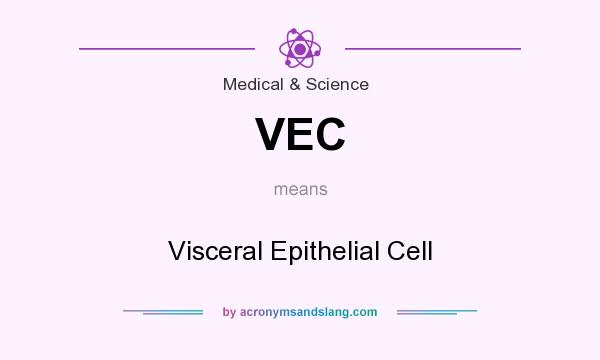 What does VEC mean? It stands for Visceral Epithelial Cell