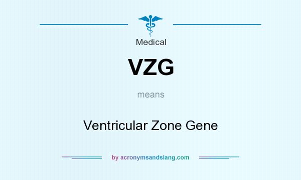 What does VZG mean? It stands for Ventricular Zone Gene