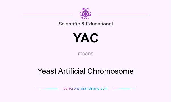 What does YAC mean? It stands for Yeast Artificial Chromosome