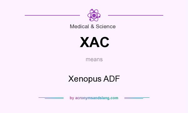 What does XAC mean? It stands for Xenopus ADF