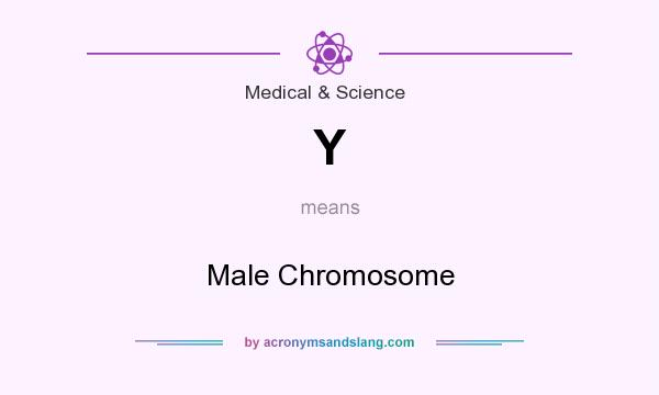 What does Y mean? It stands for Male Chromosome