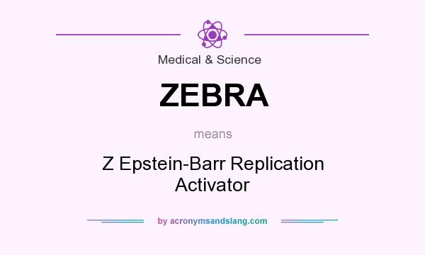 What does ZEBRA mean? It stands for Z Epstein-Barr Replication Activator