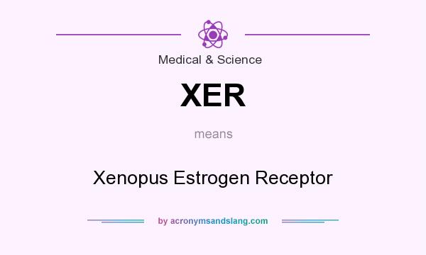 What does XER mean? It stands for Xenopus Estrogen Receptor