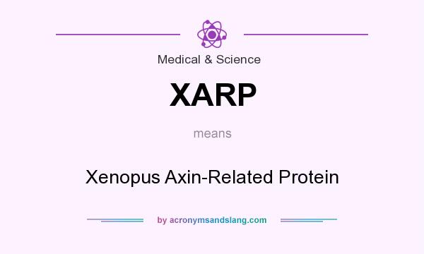What does XARP mean? It stands for Xenopus Axin-Related Protein